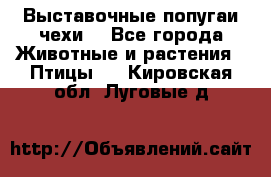 Выставочные попугаи чехи  - Все города Животные и растения » Птицы   . Кировская обл.,Луговые д.